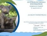 australian koala foundation